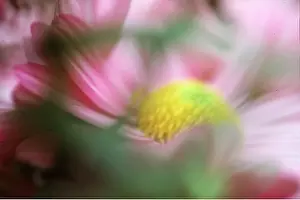 Chris Martin Bahr: ASTER - species hybrid, soft focus