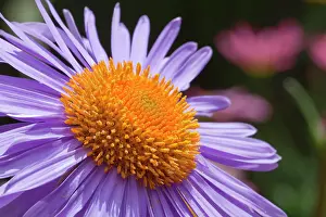 Aster: Aster tongolensis Berggarten, Close up of mauve