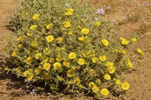 Graveolens: Asteriscus graveolens