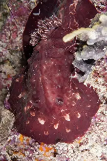 Sipadan: Asteronotus Nudibranch
