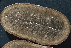 Carboniferous: Asterotheca Fossil