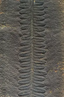 Paleozoic: Asterotheca Fossil