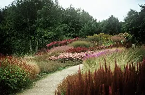 Spirea: Astilbe