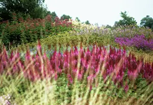 Spirea: Astilbe