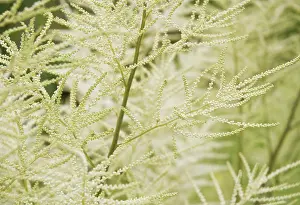 Spirea: Astilbe
