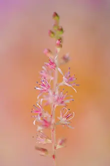 Chinensis: Astilbe