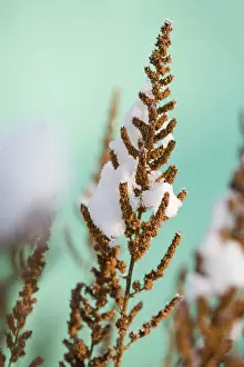Beard: Astilbe