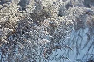 Beard: Astilbe