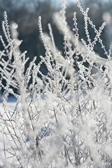 Beard: Astilbe