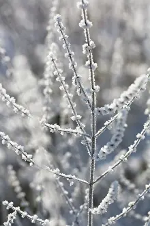 Beard: Astilbe