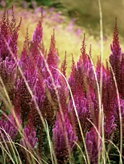 Layers: Astilbe