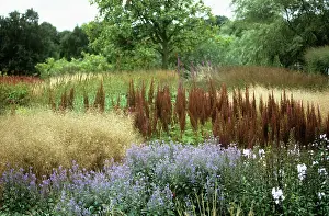 Layers: Astilbe