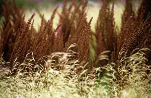 Layers: Astilbe