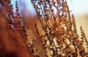Beard: Astilbe