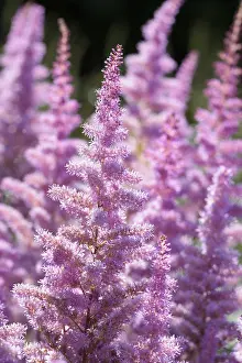 Beard: Astilbe, Garden Astilbe, Astilbe arendsii Amethyst