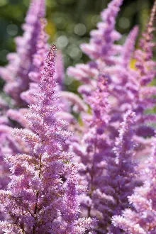 Beard: Astilbe, Garden Astilbe, Astilbe arendsii Amethyst