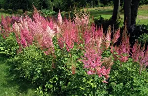 Montgomery: Astilbe Montgomery - in garden flowerbed