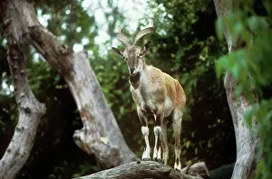 Flare: Astor / Flare-horned Markhor, male