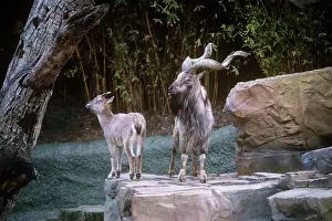 Flare: Astor / Flare-horned Markhor, male and female