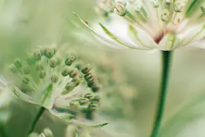 Masterwort: Astrantia
