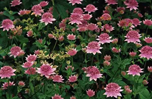 Masterwort: Astrantia