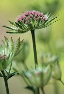 Astrantia: Astrantia