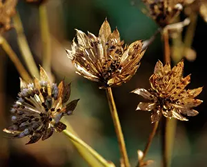 Astrantia: Astrantia