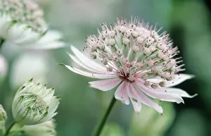 Astrantia: Astrantia
