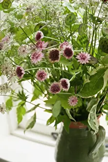 Astrantia: Astrantia
