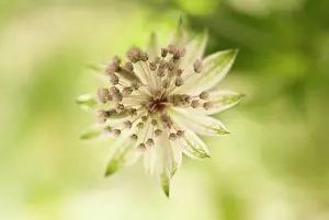 Astrantia: Astrantia