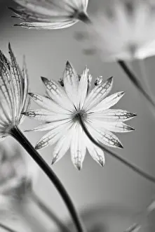 Astrantia: Astrantia