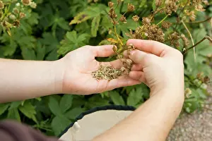 Astrantia: Astrantia