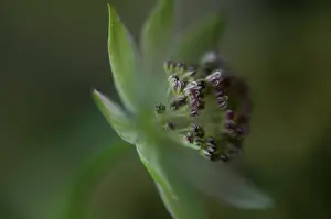 Astrantia: Astrantia