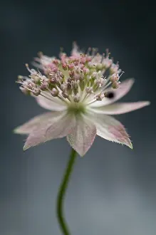 Astrantia: Astrantia
