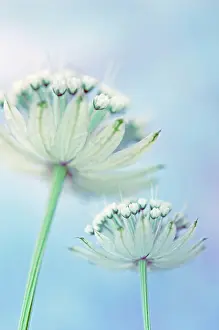 Astrantia: Astrantia