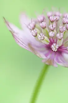 Astrantia: Astrantia