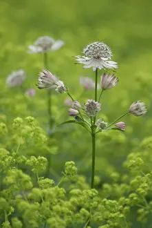 Astrantia: Astrantia