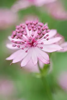Astrantia: Astrantia