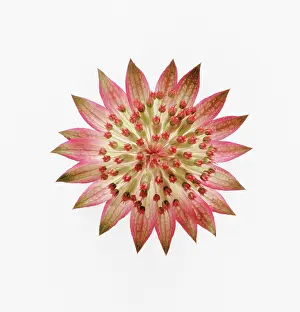 Astrantia: Astrantia