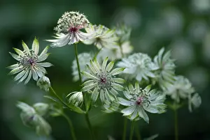 Astrantia: Astrantia