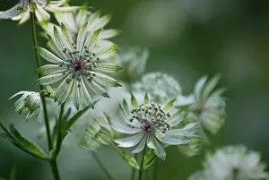 Astrantia: Astrantia