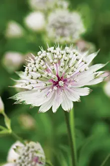 Astrantia: Astrantia