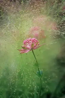 Astrantia: Astrantia