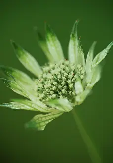 Astrantia: Astrantia