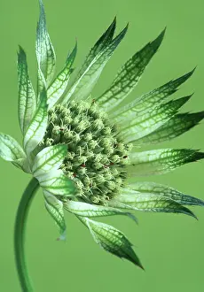 Astrantia: Astrantia
