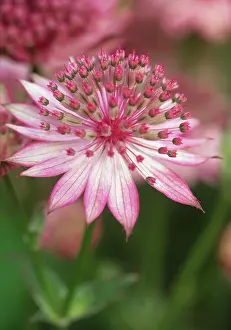 Astrantia: Astrantia