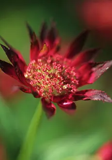 Astrantia: Astrantia