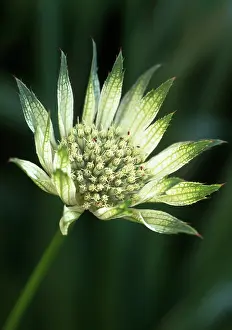 Astrantia: Astrantia