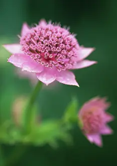 Astrantia: Astrantia