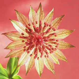 Astrantia: Astrantia